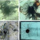 대서양 왕관성게(Diadema antillarum)의 대량폐사 원인은 섬모충 Philaster apodigitiformis 이미지