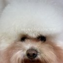 러블리펫샵 이미지