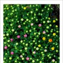 자작나무마을 이미지