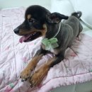 체인지펫샵 이미지