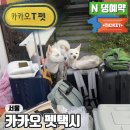 카카오T펫(17로1018) | 카카오 펫택시 강아지 고양이 서울 예약 방법 가격 내돈내산 후기