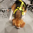 코코멍냥 이미지