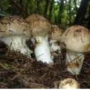 버섯 판매 합니다.(송이버섯,능이버섯,싸리버섯) 이미지