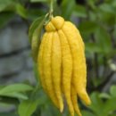 시트론(Citron) 이미지