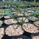 성목목장 이미지