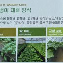법인철원샘통고추냉이