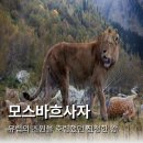 판테라짐 | 북극곰급 덩치인데 왜 멸종했을까? 모스바흐사자의 운명의 아이러니