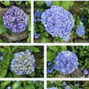 해남 비밀의 정원, 비원 카페 &amp; 수목원 이미지