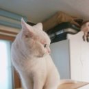 고려 수 타워 이미지