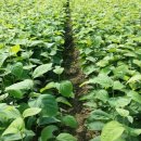 금영농장 이미지