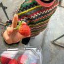 팔금초등학교 | 목포근교 딸기 체험농장 달성팜 신안 아이랑 가볼만한곳 후기