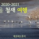 에코버드투어