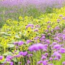 경남 함양 가볼만한 곳 아름답게 피어 있는 꽃명소 TOP4 이미지