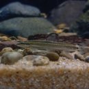 여울목 아쿠아 이미지