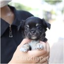 도로시펫 강아지고양이 부산점 네이버블로그