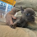 프불하우스 이미지