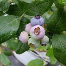 백일농장 이미지