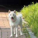 강아지 셀프 미용, 강아지 클리퍼 사용 후기, 코코브라운 이발기 내돈내산 후기