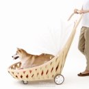 불독하우스 이미지