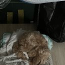 해뜨는댕 네이버블로그