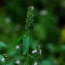 안심산 둘레길 이미지