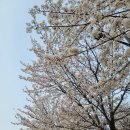인천광역시 계양경기장 인라인스케이트장 | 인천 벚꽃명소 계양구 서운체육공원 벚꽃길