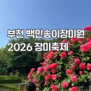 북부천 | 부천 장미축제 2026 도당산 장미원 개화시기 주차 후기
