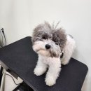 살랑애견미용실 이미지