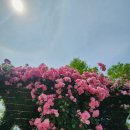 곡성세계장미축제 후기, 향기 가득한 봄날의 곡성 여행 추천, 현장방문일 2026. 5. 24.