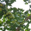 은행나무 농장 이미지