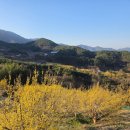 길손기사식당 | 구례 산수유 축제,3월21(토) 최신업데이트,개화현황,축제후기,포토스팟 정보,주차정보