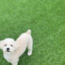 마조르댕 이미지