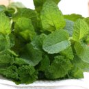 건강의향기 이미지