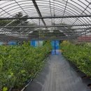 김영찬 농장 이미지