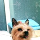 써클켄넬 이미지