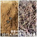 물꼴 서리태씨앗 반송이 나눔11.21.오전10시부터 이미지