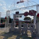 5월에 가볼 만한 곳🌷삼척 장미축제(개화 상황, 기본 정보, 주차 안내)