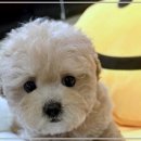 펫365 강아지분양 고양이분양 전주백제로점 | 내 마음에 딱 맞는 강아지와 고양이, 펫365 강아지분양 고양이분양에서 만나자!