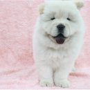 하트동물메디컬센터 이미지