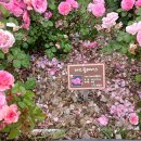 임실치즈마을 이미지