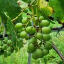 단비농장 이미지