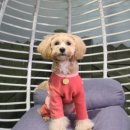 펫밀리펜션 이미지