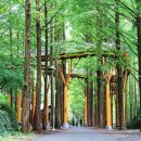 장태산 자연 휴양림 이미지