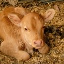 송아지 PC 이미지