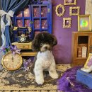 은밀하개위대하개 이미지