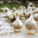 유황오리 이미지