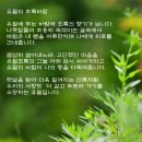 초록바람 Daum카페