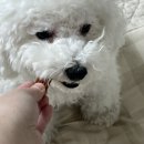 덴탈포스 이미지