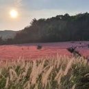 전북 고창 가볼만한곳 고창 청농원 핑크뮬리 광주 근교 여행 이미지