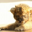 Mignon